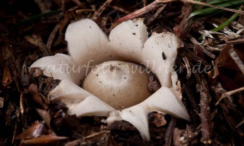 Halskrausen Erdstern Geastrum triplex Foto Wolfgang Willner 2