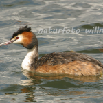 Haubentaucher 15 Foto W. Willner