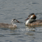 Haubentaucher 3 Foto W. Willner