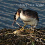 Haubentaucher 62 Foto W. Willner