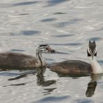 Haubentaucher Jungvogel 64 Foto W. Willner