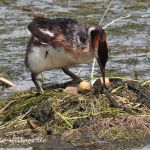 Haubentaucher (Podiceps cristatus) Foto W. Willner 49