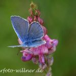 Hauhechelbläuling (Polyommatus icarus) 5 Foto W. Willner