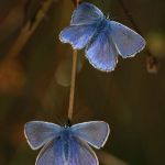 Hauhechelbläuling (Polyommatus icarus) 8 Foto W. Willner