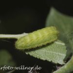 Hauhechelbläuling Raupe (Polyommatus icarus) 23 Foto W. Willner