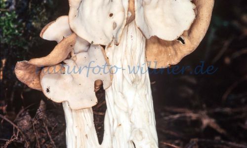 Herbst-Lorchel Helvella crispa Foto W. Willner_8029