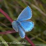 Himmelblauer Bläuling (Lysandra bellargus) 13 Foto W. Willner