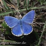 Himmelblauer Bläuling (Lysandra bellargus) 15 Foto W. Willner