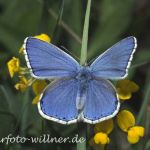 Himmelblauer Bläuling (Lysandra bellargus) 17 Foto W. Willner