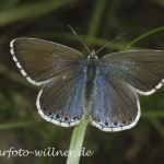 Himmelblauer Bläuling Weibchen (Lysandra bellargus) 13 Foto W. Willner