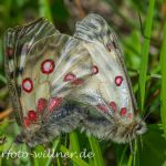 Hochalpenapollo 10 (Parnassius phoebus) Foto W. Willner67