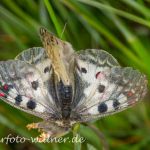Hochalpenapollo 65 (Parnassius phoebus) Foto W. Willner16