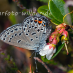 Hochmoor-Bläuling (Plebejus optilete) Foto W. Willner 902