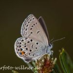 Hochmoor-Bläuling (Plebejus optilete) Foto W. Willner 950