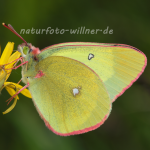 Hochmoorgelbling 20 (Colias palaeno) Foto W. Willner