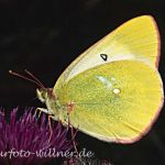 Hochmoorgelbling 8 (Colias palaeno) Foto W. Willner