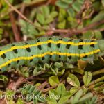 Hufeisenklee-Gelbling C. alfacariensis Raupe Foto Wolfgang Willner.tif-7