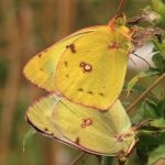 Hufeisenklee-Gelbling (Colias alfacariensis) 7 Foto W. Willner