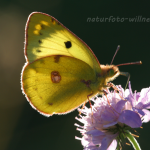 Hufeisenklee-Gelbling (Colias australis) 3 Foto W. Willner