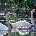 Höckerschwan 2 Foto W. Willner