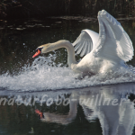 Höckerschwan 3 Foto W. Willner