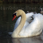 Höckerschwan 32 Foto W. Willner