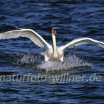Höckerschwan 37 Foto W. Willner