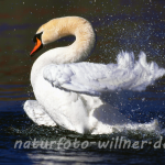 Höckerschwan 4 Foto W. Willner