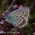 Idas-Bläuling (Plebeius idas) 4 Foto W. Willner