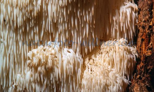 Igel-Stachelbart (Hericium erinaceus) Foto W. Willner_7815