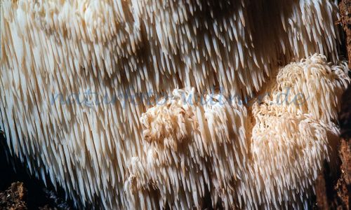 Igel-Stachelbart (Hericium erinaceus) Foto W. Willner_7824