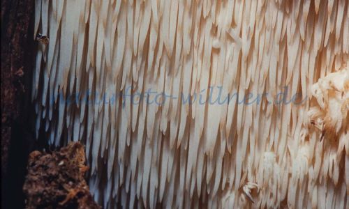 Igel-Stachelbart (Hericium erinaceus) Foto W. Willner_7833