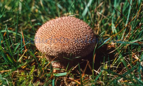 Igelstäubling oder Igelbovist (Lycoperdon echinatum) Foto W. Willner_7869
