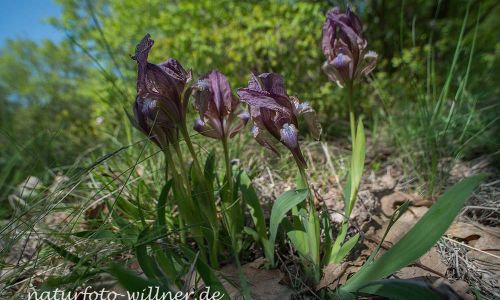 Iris suavolens Wald von Babadag Dobrogea Rumänien Foto W. Willner DSC_0572