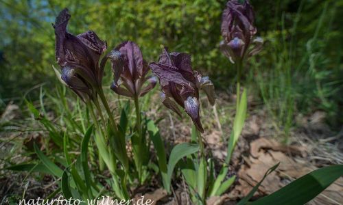Iris suavolens Wald von Babadag Dobrogea Rumänien Foto W. Willner DSC_0577