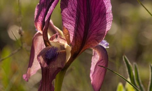 Iris suavolens Wald von Babadag Dobrogea Rumänien Foto W. Willner IMG_8591