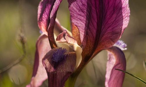 Iris suavolens Wald von Babadag Dobrogea Rumänien Foto W. Willner IMG_8598