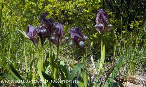Iris suavolens Wald von Babadag Dobrogea Rumänien Foto W. Willner _2017-08-17_0751_C0002_000021