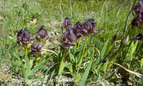 Iris suavolens Wald von Babadag Dobrogea Rumänien Foto W. Willner _2017-08-17_0809_C0000_000022