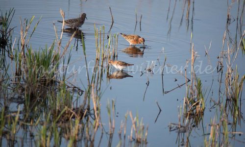 Kampfläufer Foto W. Willner_0814