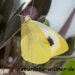 Kanaren-Weißling (Pieris cheiranthi) Foto Wolfgang Willner.tif-5
