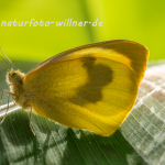 Kanaren-Weißling (Pieris cheiranthi) Foto Wolfgang Willner.tif-8