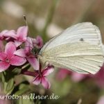 Kl. Kohlweißling Foto W. Willner3