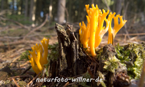 Klebriger Hörnling (Calocera viscosa) 4 Foto W. Willner