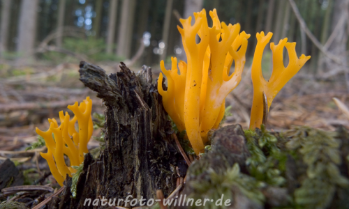 Klebriger Hörnling (Calocera viscosa) 6 Foto W. Willner