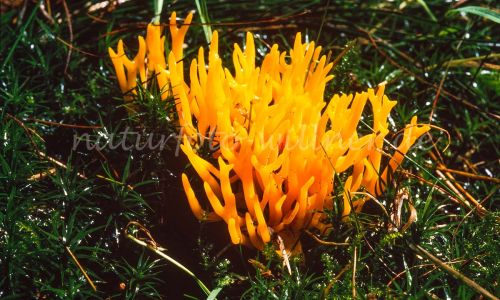 Klebriges Schönhorn Calocera viscosa Foto W. Willner_7847