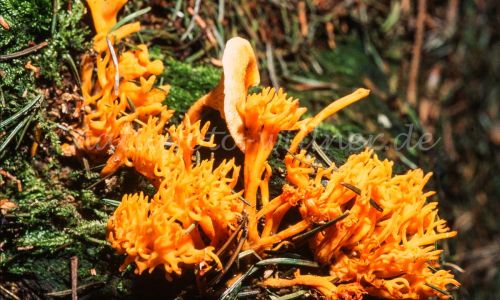 Klebriges Schönhorn Calocera viscosa Foto W. Willner_7863