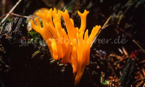 Klebriges Schönhorn Calocera viscosa Foto W. Willner_7952