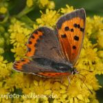 Kleiner Feuerfalter 1 Foto W. Willner