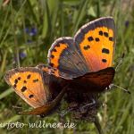 Kleiner Feuerfalter Paarung 59 (Lycaena phleas) Foto W. Willner